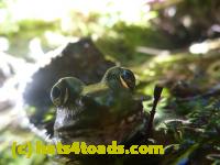 /home//u458753944/public_html/sourcegallery//Frogs/Mixed frogs/P1070548.JPG